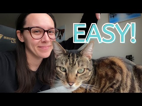 Switch your cat to raw (step-by-step)