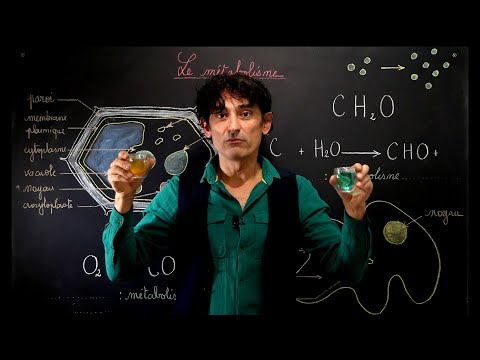 le METABOLISME, notions de BASE