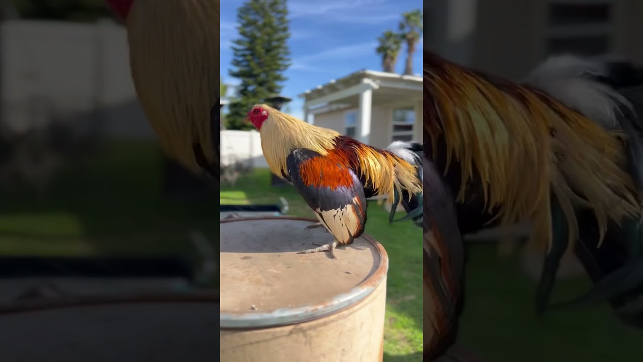 #gamefowl #rooster #chicken #gamefowls #backyardchickens #gamefowl