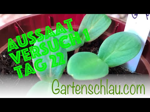 Der Test: Können 10 Jahre alte Samen noch wachsen?