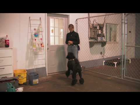 Dog Training : How to Teach Your Dog to Ask to Go Out