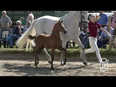 PI152CH Hengstfohlen von Dinken - Corrado I - Ramiro