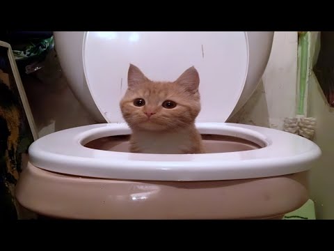 silly cats in action