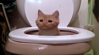 silly cats in action