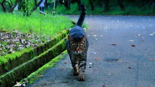 お見送りしてくれる猫