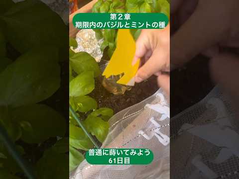 タンポポの昆虫を引き寄せる菜園の有用な花