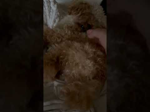 経営学科 飼い主のベッドで昼寝するトイプードル12ヶ月 #トイプードル #toypoodle