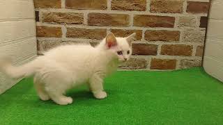 ラグドールの動画01
