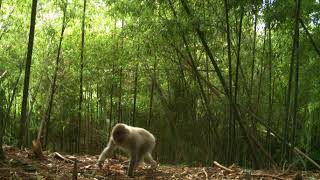 Potret Kehidupan Hewan Liar Di Area Bekas Bencana Nuklir Fukushima