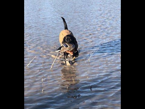 Don and Diane Shipley LIVE January 10th 2021 at 2000 EST Thumbnail