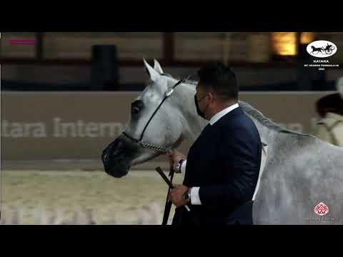 N 49 NADEEMA AL RAYYAN   Katara Int  Arabian Peninsula Horse Show 2022   Fillies 2 Years Old Class 2