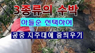 [텃밭농부 1,503]  3가지 수박을 공중지주대에서 키우는 방법 .아들순 선택하여 줄띄우기 #수박재배