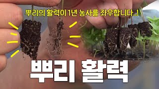 고추 오뚜기 육묘 한 달 만에 뿌리가 이렇게나 튼튼하게 나오는 이유가 무엇인지 파헤쳐 보았습니다! 고추 농사…