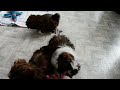 Shih Tzu dogs for sale: Sweetheart - Video 1