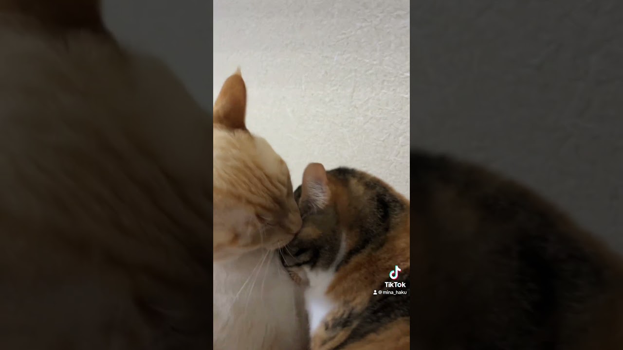 流行りに乗らざるを得なかった猫たち2 #shorts #ケツドラム猫 #ケツドラム #ケツドラム猫のみな #三毛猫 #茶シャム #笹かま猫