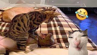 Try Not To Laugh Cats And Dogs Videos 😁 - Best 