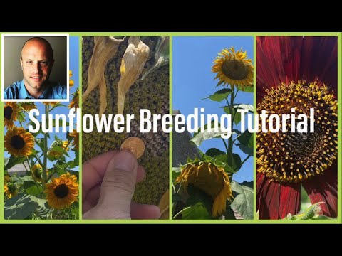 Sunflower Selective Breeding and Pollination Tutorial