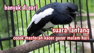 Download lagu masteran kacer malam hari | suara kacer gacor mp3