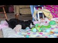 Miniature Schnauzer dogs for sale: Brianna - Video 1
