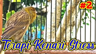 Download lagu CUITAN KENARI 2 ! KENARI STRESS MACET BUNYI LANGSUNG GACOR PAKAI SUARA INI mp3