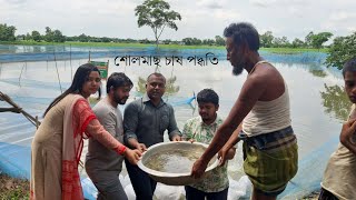 শোল মাছের চাষ [Shol fish culture]