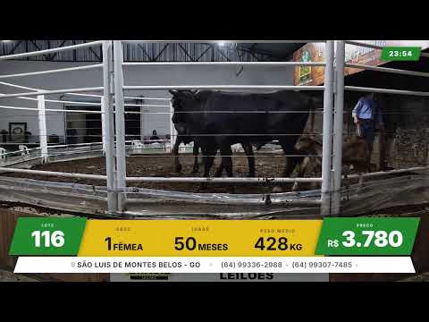 BRASIL LEILÕES - SÃO LUIS DE MONTES BELOS - GO -08/07/2026