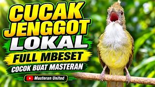 Download lagu CUCAK JENGGOT LOKAL 🔥 FULL MBESET | Suara Gacor untuk Masteran Burung – Masteran United mp3