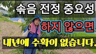 솎음전정을 하지 않으면 내년에 수확이 없습니다.If there is no pruning, there will…