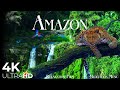 Amazon Rainforest In 4K Our Planet Beautiful Relaxing Music Stress Relief By Relaxation Film
