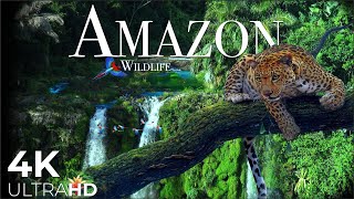 AMAZON Wildlife 4K - Rainforest Relaxation Film
