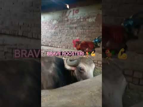 Rooster vs. Buffalo: The Ending is Crazy! 😱🐃 #Shorts