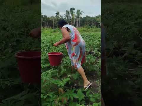 feijão verde, água branca Brejo-MA