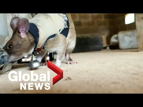 Rats: The future of search and rescue?