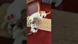 Cute Kittens With Mom Cat😹😊 #kitten #cute #cat #shorts #mycat #kittencuddles  #shortsfeed