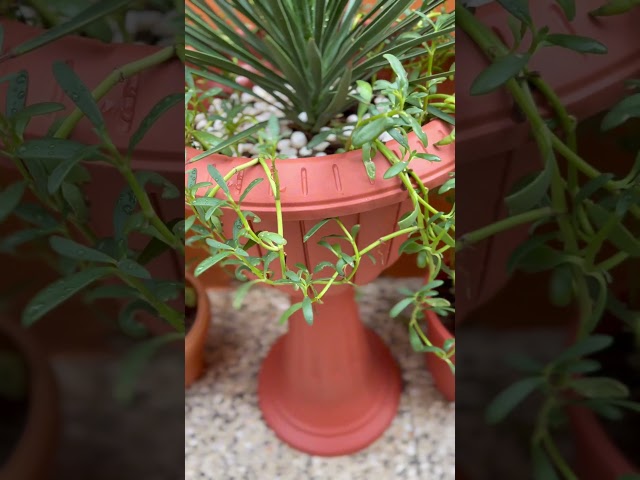 صبار يوكا Yucca aloifolia