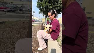 Video preview image #1 Chihuahua Puppy For Sale in Pasadena, CA, USA
