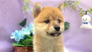 ハーフ犬の動画01