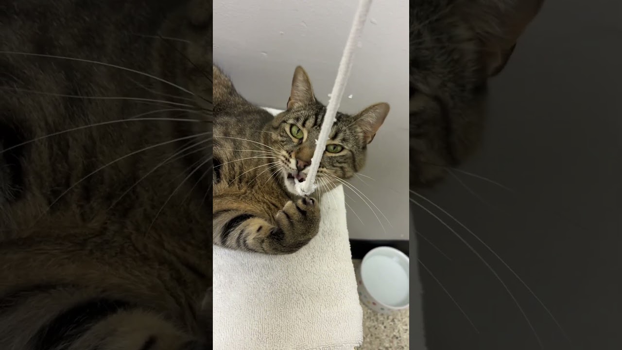 Enlarge Percy, a Adoptable mixed breed in Los Angeles, CA video 2/6