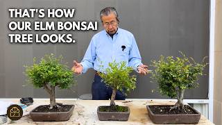 How to Prune Your Out-of-the-Box BH Chinese Lacebark Elm Bonsai Trees