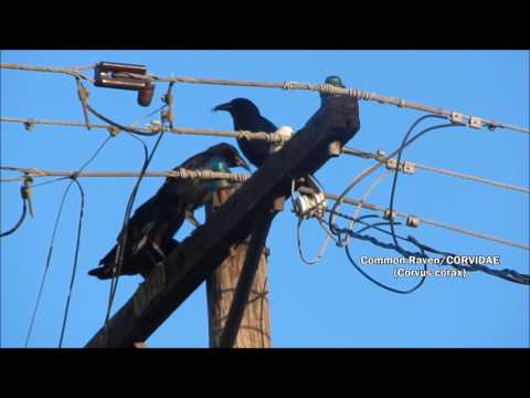 Family of Ravens in the neighborhood plus other birds.