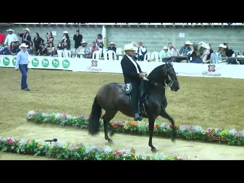 GLADIADOR DE LAS HAMACAS, MEJOR CABALLO CASTRADO TROCHA COLOMBIANA ENTRERRIOS ANTIOQUIA 2026