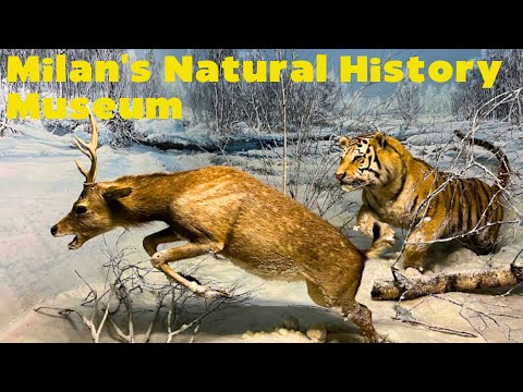 Incredible Discoveries Locked Inside Milan's Natural History Museum in 4K 🦋