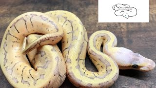 Live from the Bunker! Will it work? Showing off some baby snakes tonight!