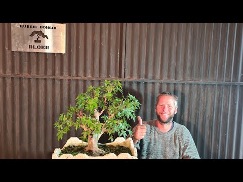 Japanese Maple Bonsai, Trim By Aussie Bonsai Bloke