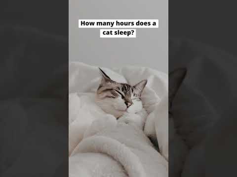 How many hours does a cat sleep? #shorts #cats