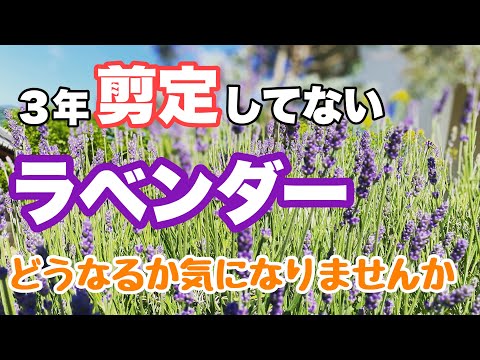 ラベンダーを剪定するときに避けるべき間違いは何ですか？復号化  庭園
