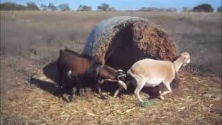 Download lagu Goat Breeding Time 2015... mp3