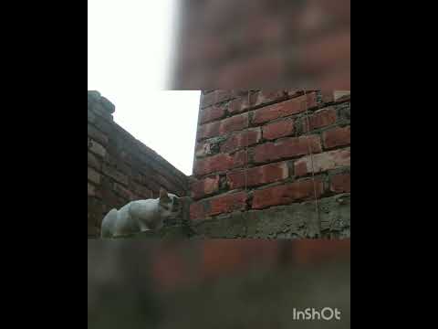 kivabe stray biralk pos manaben.How to team stray cat.