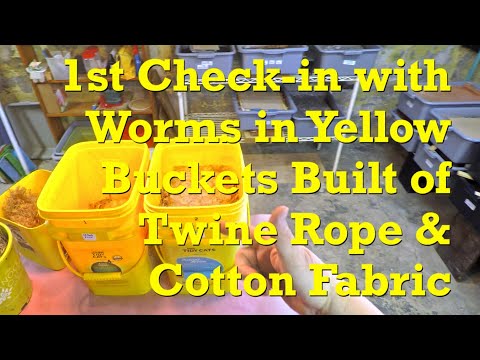 1st check-in on worms in "set it & forget it" twine & cotton bedding yellow buckets - vermicompost