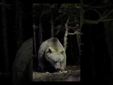 THIS IS WHAT A GRIZLY BEAR LOOKS LIKE UP CLOSE 😰